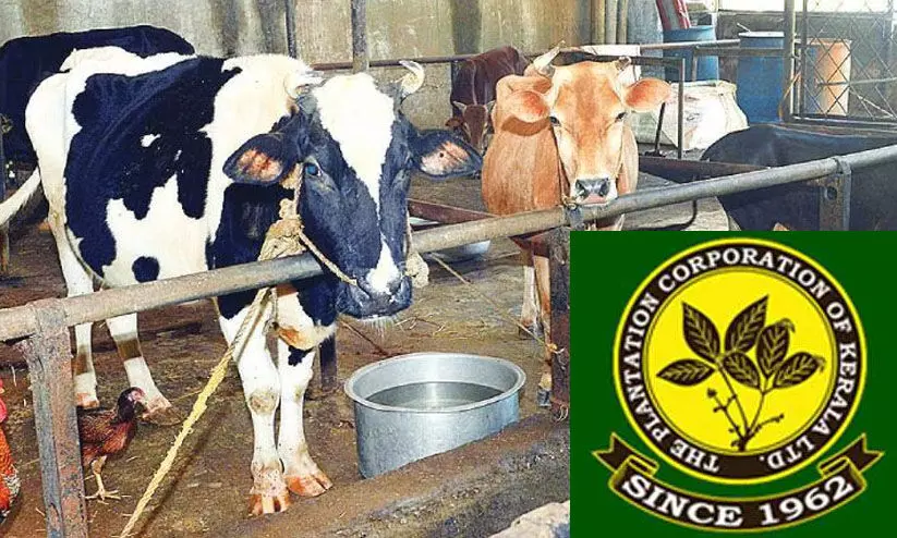 പ്ലാന്റേഷൻ കോർപറേഷന്റെ ഡയറി ഫാമിന് പാഴാക്കിയത് 5.54 കോടിയെന്ന് സി.എ.ജി