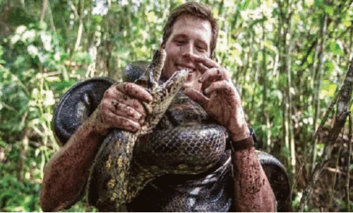 ലോ​ക​ത്തി​ലെ ഏ​റ്റ​വും വ​ലി​യ പാ​മ്പ് ഭാ​രം 500 കി​ലോ; നീ​ളം 26 അ​ടി