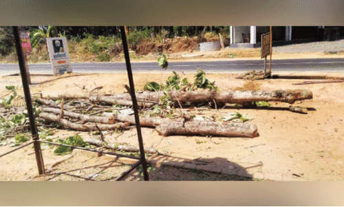 cutting tree without permission