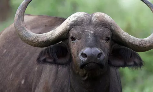 വയനാട്ടിൽ കാട്ടുപോത്തിന്‍റെ ആക്രമണത്തിൽ വയോധികന് പരിക്ക്