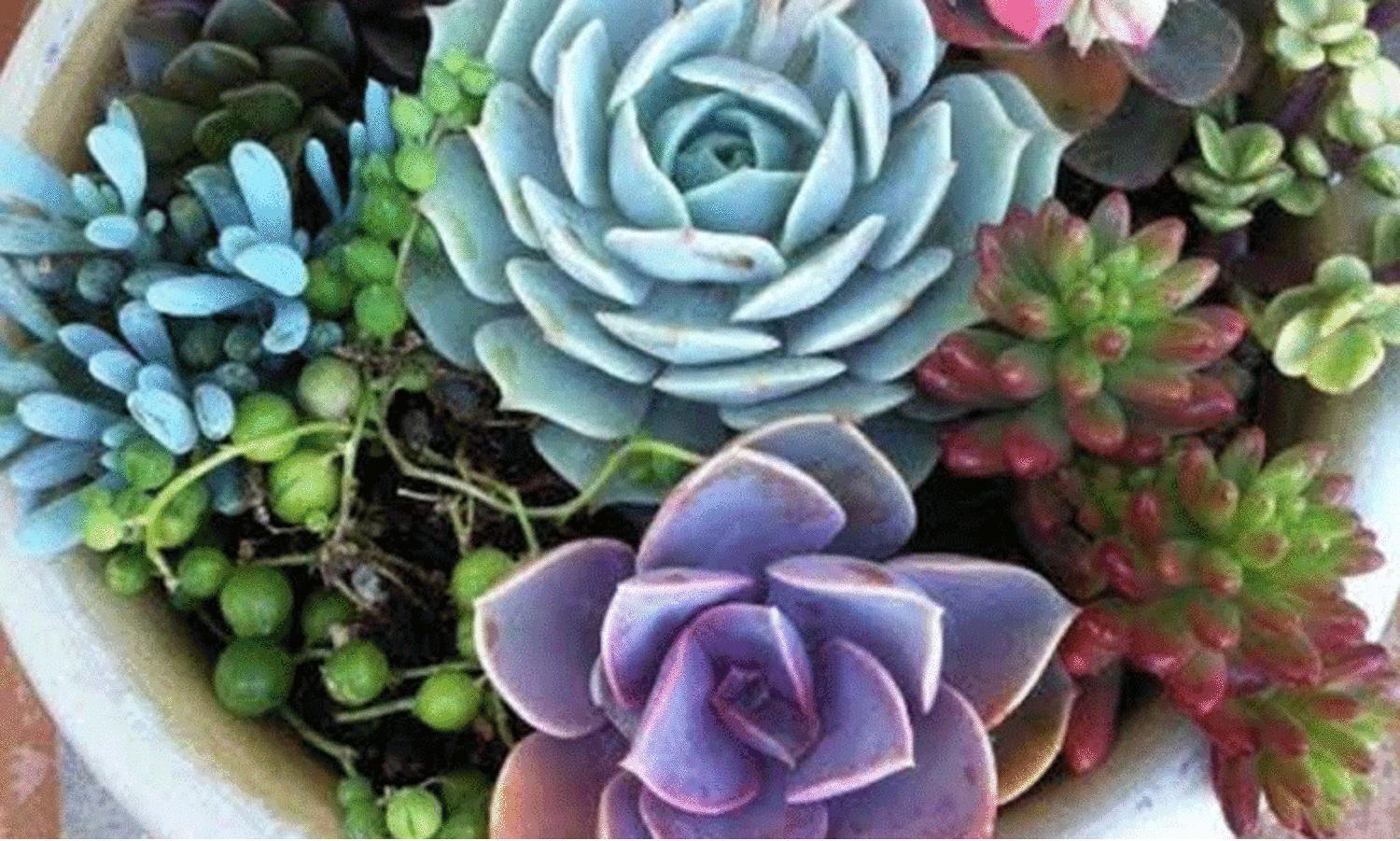 സുക്കുലൻസ്