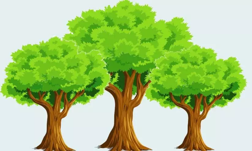 പച്ചപിടിക്കാതെ പച്ചത്തുരുത്തുകൾ; പുതുജീവനേകാൻ പദ്ധതി