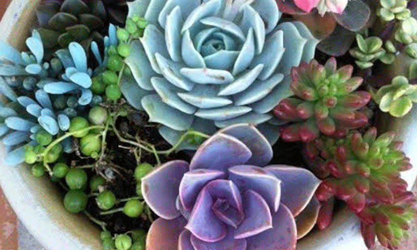 സുക്കുലൻസ് സുക്കുലൻസ്