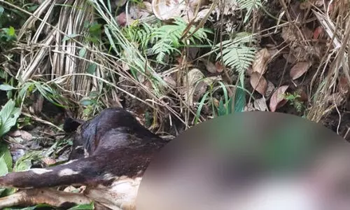 മുള്ളൻകൊല്ലിയിൽ വീണ്ടും കടുവ; പശുകിടാവിനെ കൊന്നു