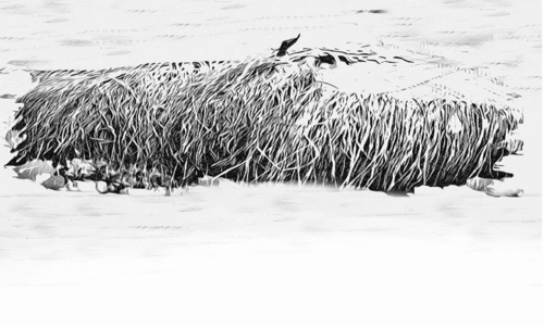 തഴപ്പായ