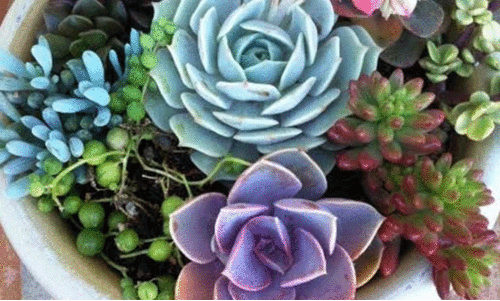 സുക്കുലൻസ്