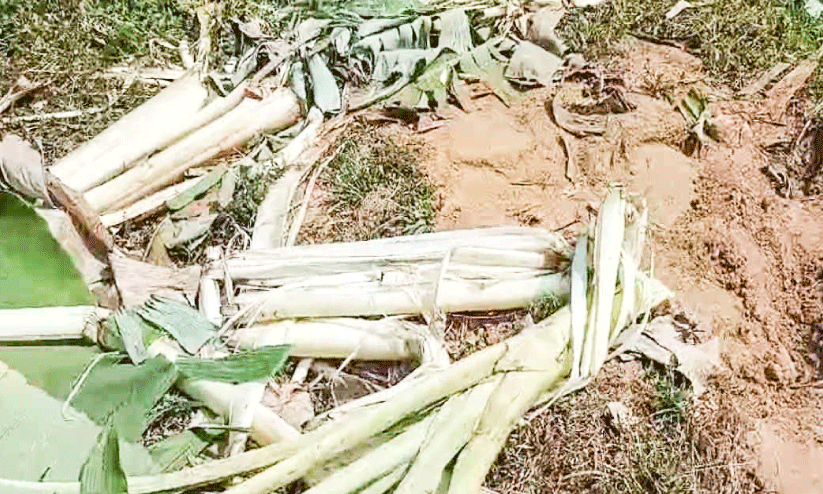 animal attack animal attack