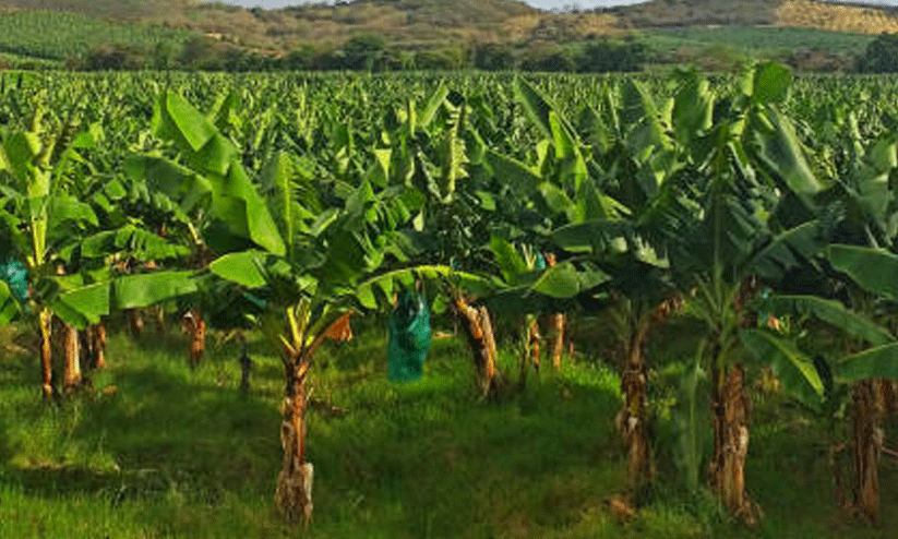 banana tree banana tree