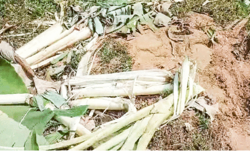 animal attack animal attack