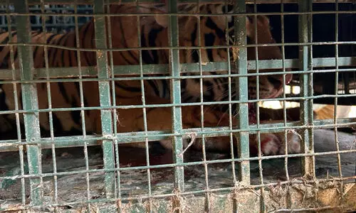 മുള്ളൻകൊല്ലിയിലെ കടുവ കൂട്ടിൽ