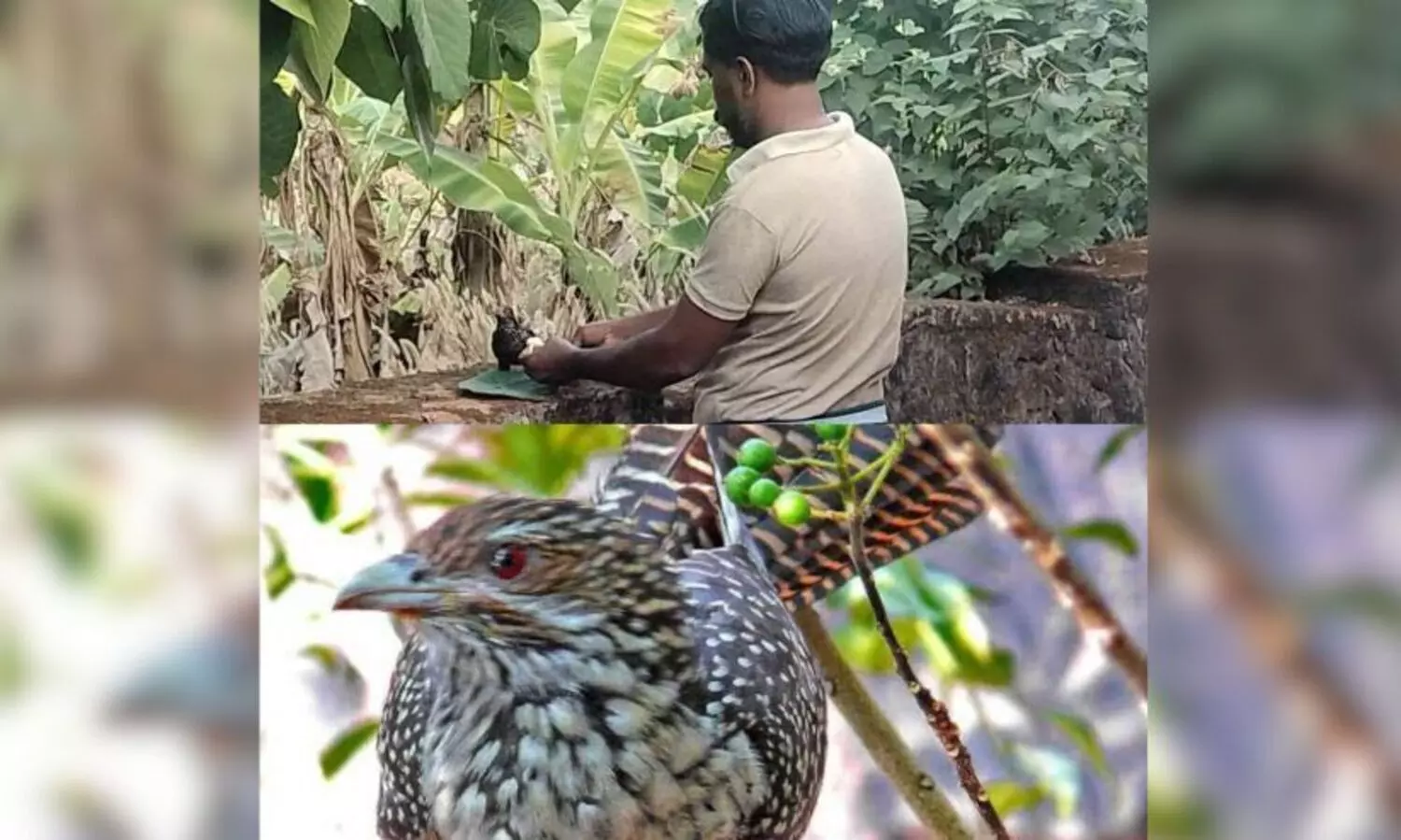 Kishore and his quail friend