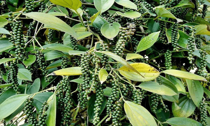 വിലയിടിവ്, കണ്ണീരുണങ്ങാതെ കർഷകർ