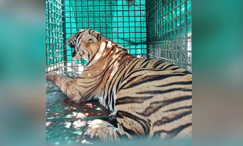 കടുവ കൂട്ടിലായെങ്കിലും ആശങ്ക ബാക്കി കടുവ കൂട്ടിലായെങ്കിലും ആശങ്ക ബാക്കി