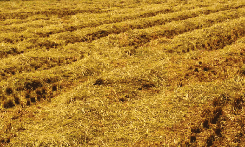 hays left in field