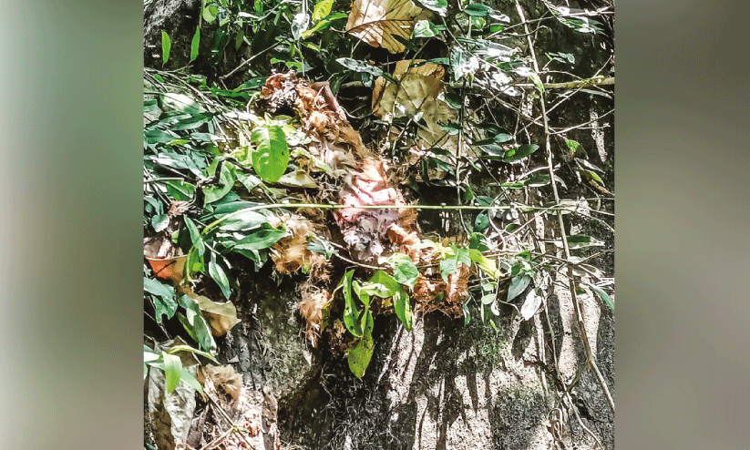 dog killed by wild animal dog killed by wild animal