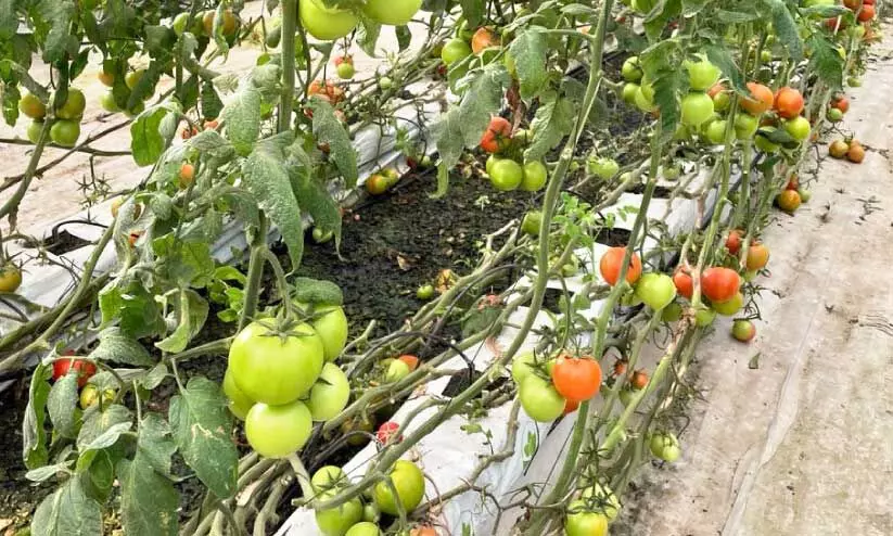 vegetables vegetables