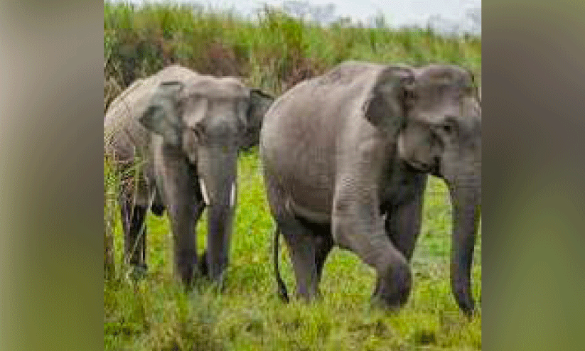 wild elephant