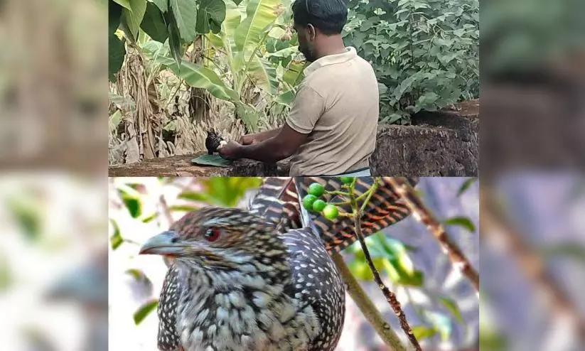 Kishore and his quail friend