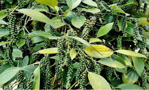 വിലയിടിവ്, കണ്ണീരുണങ്ങാതെ കർഷകർ