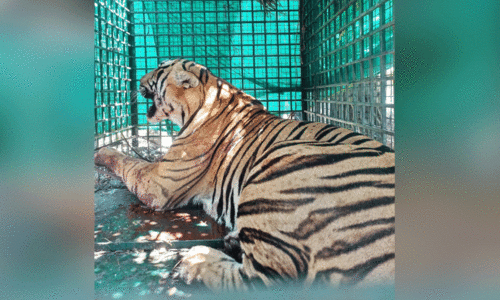 കടുവ കൂട്ടിലായെങ്കിലും ആശങ്ക ബാക്കി കടുവ കൂട്ടിലായെങ്കിലും ആശങ്ക ബാക്കി