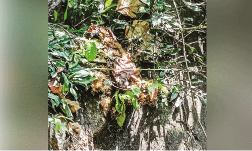 dog killed by wild animal