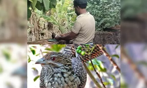 Kishore and his quail friend