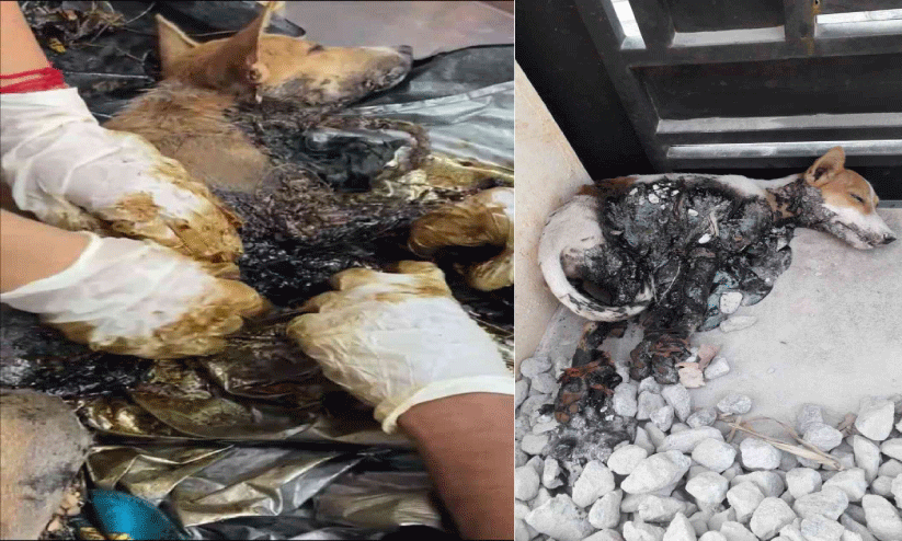 തെരുവുനായ്ക്കളുടെ കൈകാലുകൾ കെട്ടി ടാറിൽ മുക്കി ക്രൂരത