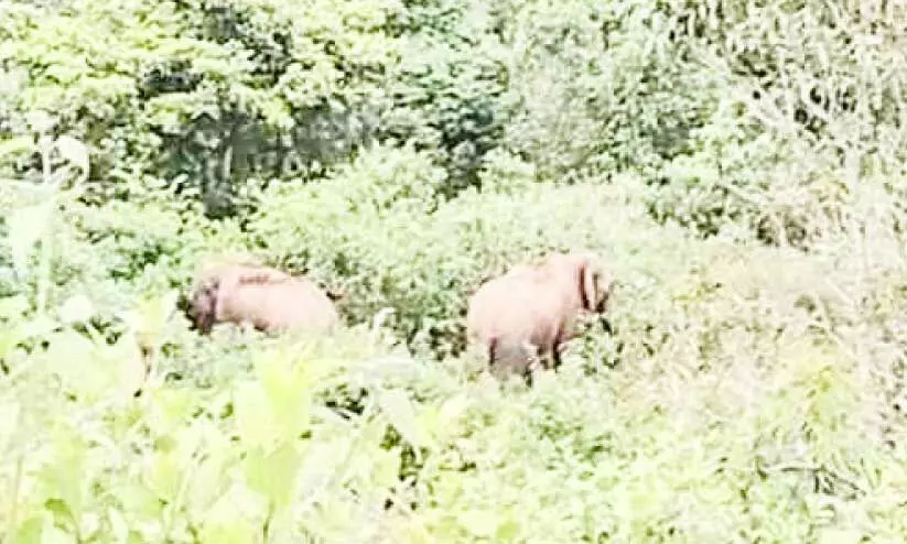 കാട്ടാനകൾ കാട്ടാനകൾ