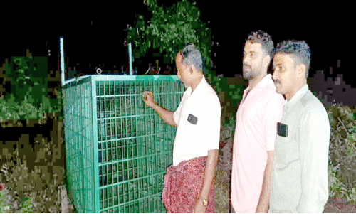 പുലിപ്പേടി: വനം വകുപ്പ് കണ്ടപ്പൻ ചാലിൽ കൂട് സ്ഥാപിച്ചു പുലിപ്പേടി: വനം വകുപ്പ് കണ്ടപ്പൻ ചാലിൽ കൂട് സ്ഥാപിച്ചു