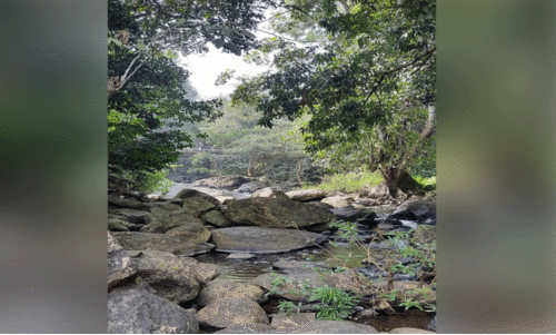 വറ്റിവരണ്ട് ജലസ്രോതസ്സുകൾ; തീറ്റയും വെള്ളവും തേടി വന്യജീവികളും നാട്ടിലേക്ക് വറ്റിവരണ്ട് ജലസ്രോതസ്സുകൾ; തീറ്റയും വെള്ളവും തേടി വന്യജീവികളും നാട്ടിലേക്ക്