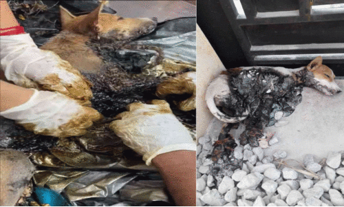 തെരുവുനായ്ക്കളുടെ കൈകാലുകൾ കെട്ടി ടാറിൽ മുക്കി ക്രൂരത