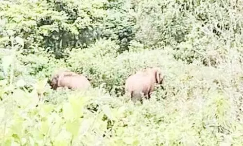 കാട്ടാനകൾ കാട്ടാനകൾ