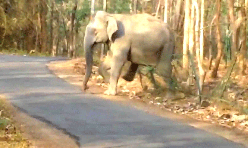അമ്പതേക്കര് പാതയില് വീണ്ടും കാട്ടാനക്കൂട്ടം; ഭീതിയൊഴിയാതെ നാട്ടുകാര് അമ്പതേക്കര് പാതയില് വീണ്ടും കാട്ടാനക്കൂട്ടം; ഭീതിയൊഴിയാതെ നാട്ടുകാര്