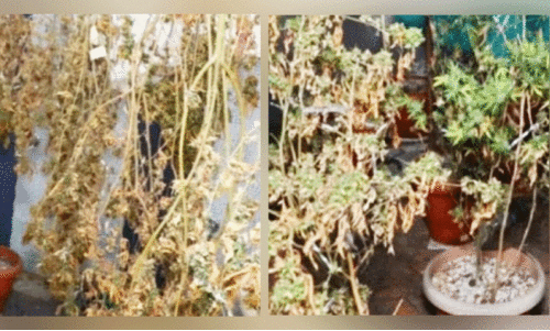 hydro drugs hydro drugs