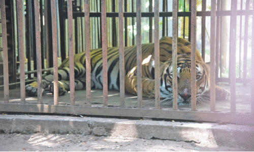 വയനാട്ടിൽ പിടികൂടിയ കടുവയെ തൃശൂർ മൃഗശാലയിൽ എത്തിച്ചു