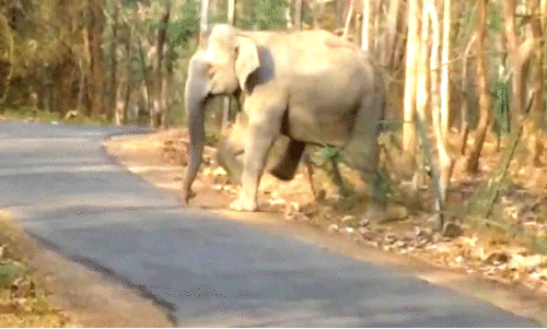 അമ്പതേക്കര്‍ പാതയില്‍ വീണ്ടും കാട്ടാനക്കൂട്ടം; ഭീതിയൊഴിയാതെ നാട്ടുകാര്‍