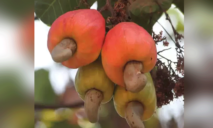 കശുമാങ്ങ സംഭരണത്തിന് ഇത്തവണയും നടപടിയില്ല കശുമാങ്ങ സംഭരണത്തിന് ഇത്തവണയും നടപടിയില്ല
