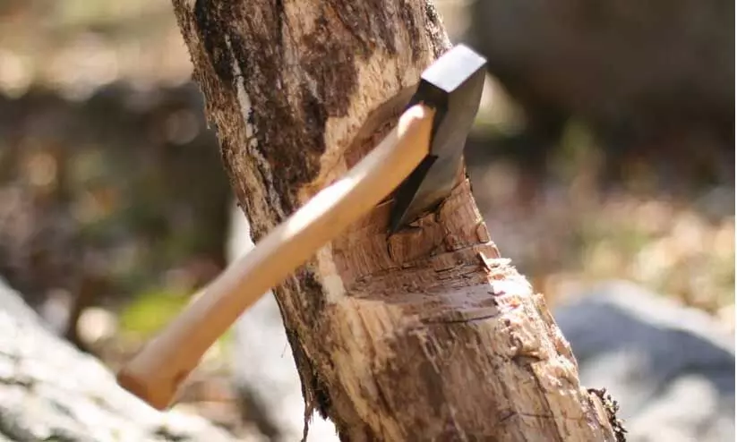 cutting tree cutting tree