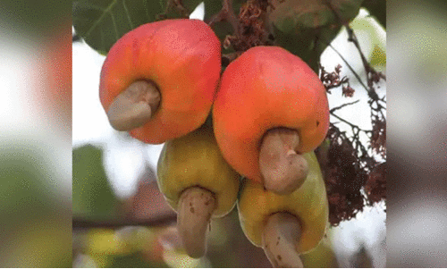 കശുമാങ്ങ സംഭരണത്തിന് ഇത്തവണയും നടപടിയില്ല