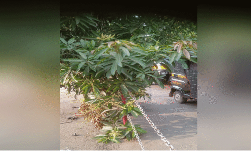 കോ​ടാ​ലി വീ​ഴു​മോ? പൂ​ത്തു​ല​ഞ്ഞ് മാ​വു​ക​ൾ