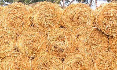 വയ്‌ക്കോൽ സംഭരിച്ച് വിതരണം ചെയ്യാൻ മില്‍മ