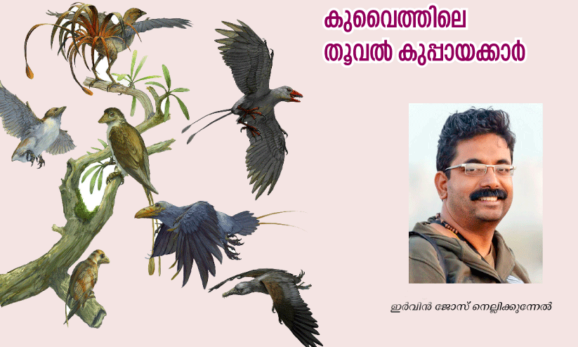 കു​വൈ​ത്തി​ലെ തൂ​വ​ൽ കു​പ്പാ​യ​ക്കാ​ർ;രാത്രിയുടെ സ്വന്തം ലിറ്റിൽ ഔൾ