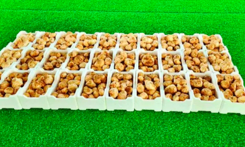 മരുഭൂമിയിൽ വിളയുന്ന പൊന്ന്; തണുപ്പിനൊപ്പം മരുഭൂമിയിൽ വിളയുന്ന വിലപിടിപ്പുള്ള ഫഖഅ കൂണിന്റെ വിശേഷങ്ങൾ മരുഭൂമിയിൽ വിളയുന്ന പൊന്ന്; തണുപ്പിനൊപ്പം മരുഭൂമിയിൽ വിളയുന്ന വിലപിടിപ്പുള്ള ഫഖഅ കൂണിന്റെ വിശേഷങ്ങൾ