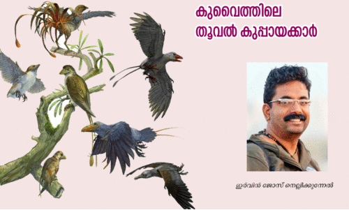 കു​വൈ​ത്തി​ലെ തൂ​വ​ൽ കു​പ്പാ​യ​ക്കാ​ർ;രാത്രിയുടെ സ്വന്തം ലിറ്റിൽ ഔൾ