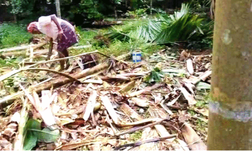 കവുങ്ങുകൾ ഒടിച്ച് നശിപ്പിച്ച നിലയിൽ കവുങ്ങുകൾ ഒടിച്ച് നശിപ്പിച്ച നിലയിൽ