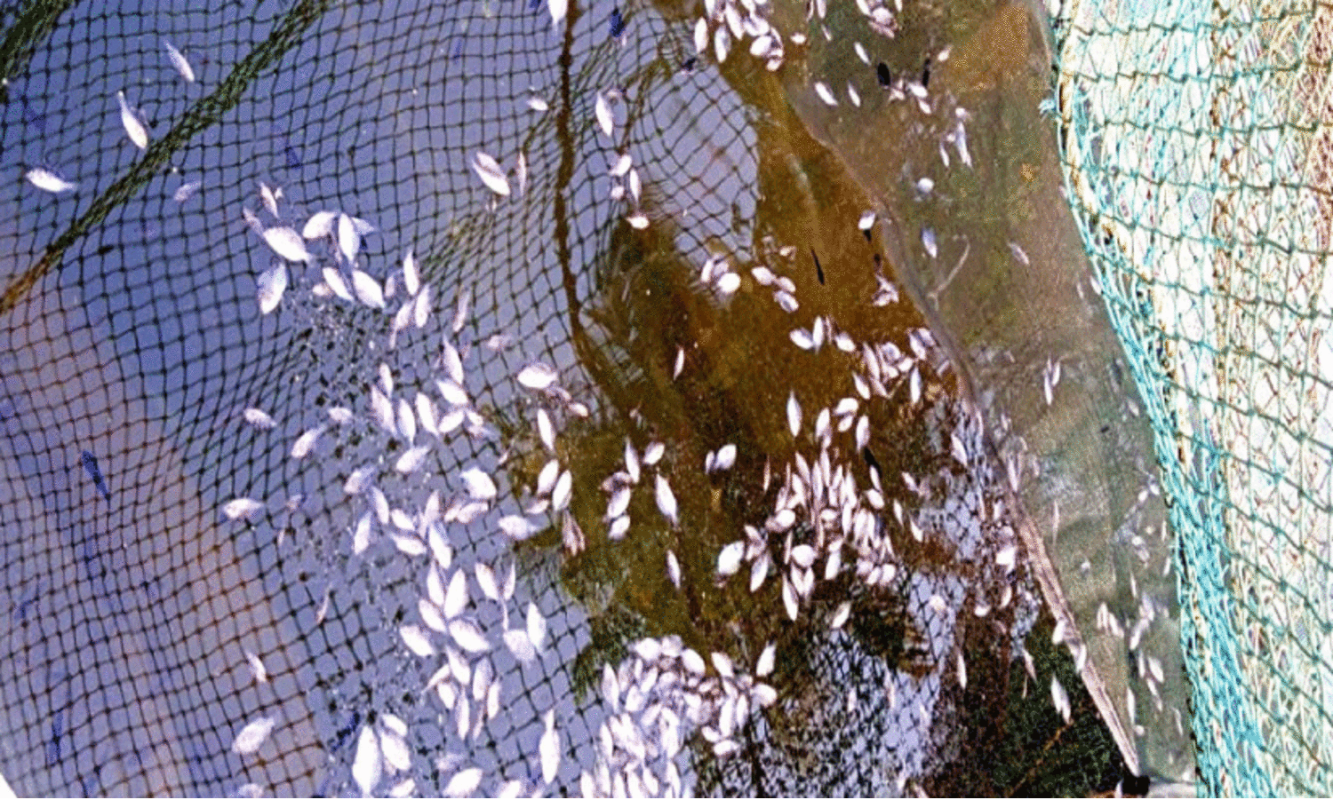 കൊല്ലം ജില്ലയിലെ മത്സ്യകര്‍ഷകര്‍ പ്രക്ഷോഭത്തിലേക്ക്