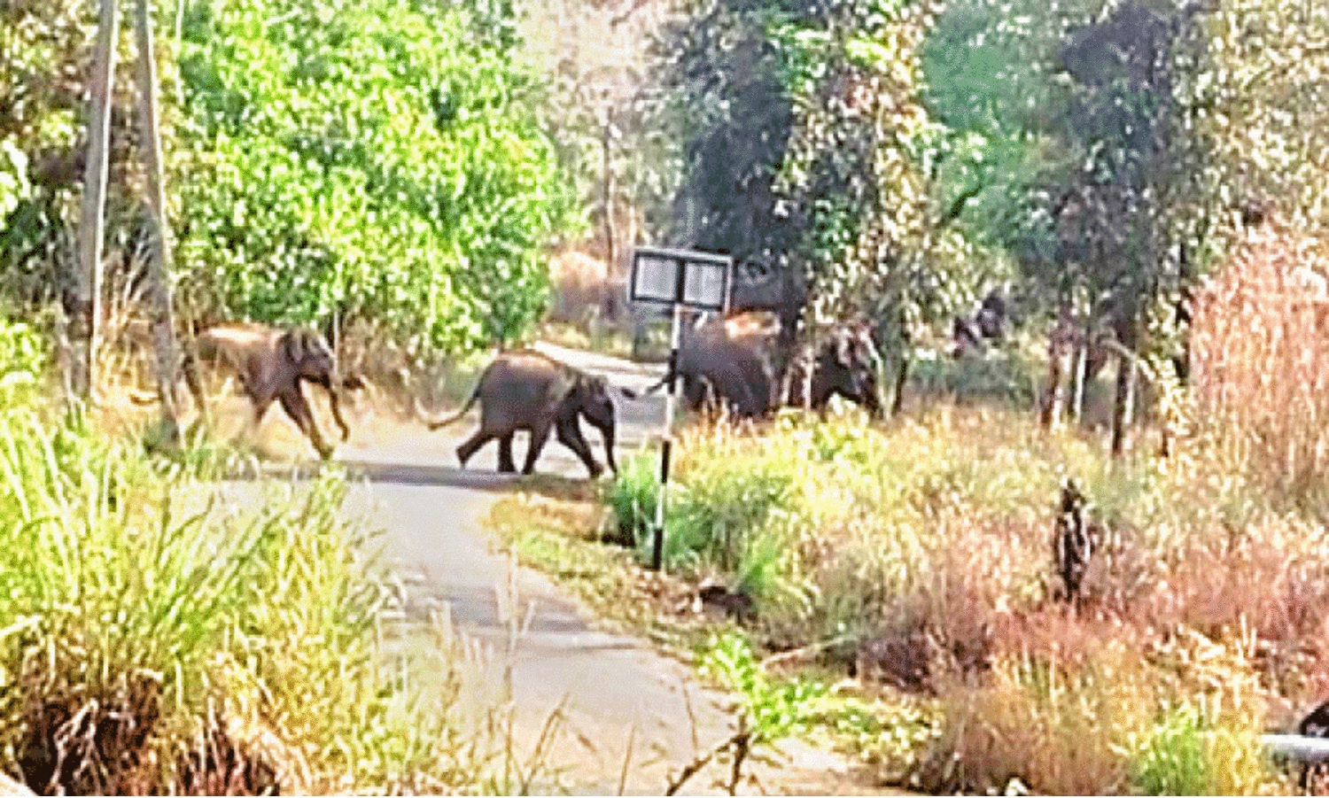 ആ​റ​ളം ഫാ​മിലെ കാട്ടാനയെ തുരത്തൽ; ഒന്നാംഘട്ടം വിജയം