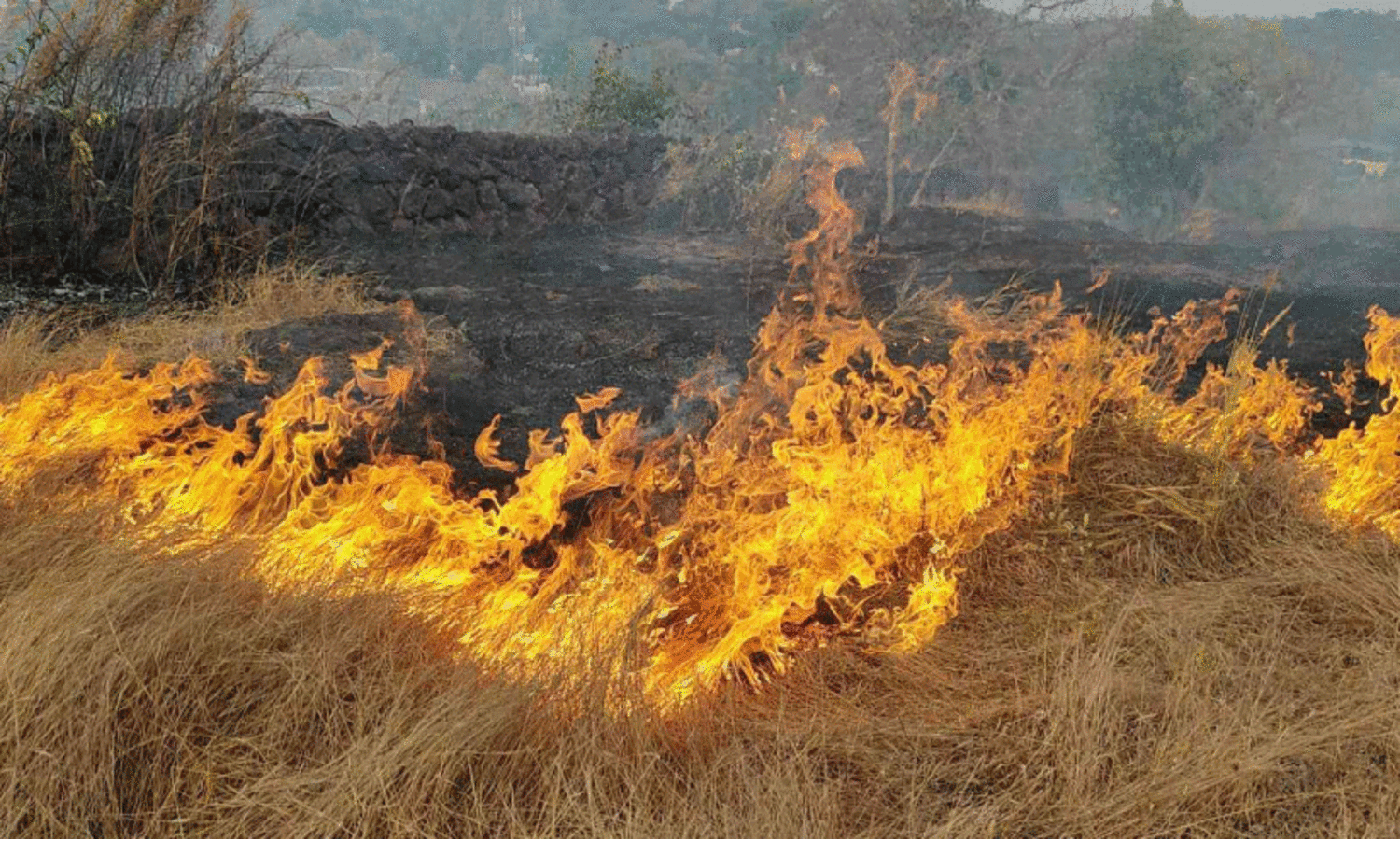 മാടായിപ്പാറയിൽ തീപിടിത്തം: രണ്ട് ഏക്കറോളം പുൽമേടുകൾ കത്തിനശിച്ചു