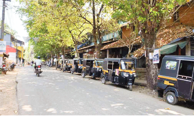shade trees shade trees