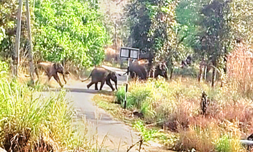 ആറളം ഫാമിലെ കാട്ടാനയെ തുരത്തൽ; ഒന്നാംഘട്ടം വിജയം ആറളം ഫാമിലെ കാട്ടാനയെ തുരത്തൽ; ഒന്നാംഘട്ടം വിജയം